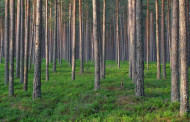 Nestlé to use Starling satellite service to monitor deforestation