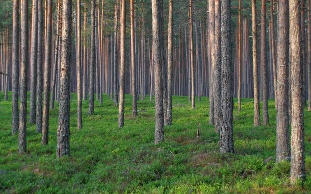 Nestlé to use Starling satellite service to monitor deforestation