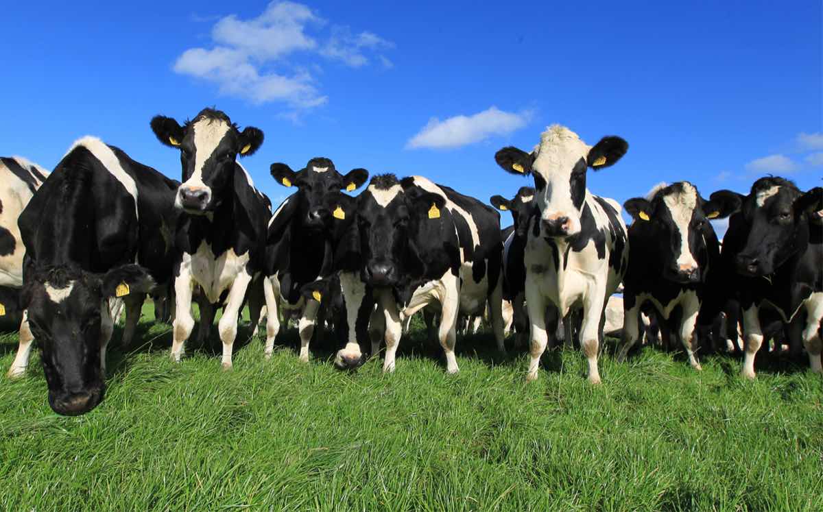 Dairy industry unites in Sustainable Dairy Partnership for global change