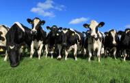 Omsco names Arla's David Williams as first CEO