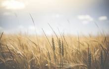 Arcadia and Ardent Mills partner to develop new wheat varieties
