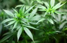 AB InBev and Tilray join forces to research cannabis-infused drinks