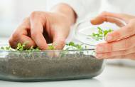 Greenyard to sell its horticulture division for 120m euros