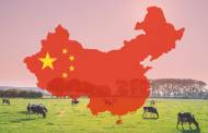 Tainted milk: China has moved towards ‘zero-tolerance’ model