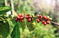 Nespresso joins effort to revive Puerto Rico’s coffee industry