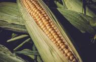 EU aims to tackle unfair trading practices and protect farmers