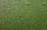 US-based duckweed protein firm Plantible Foods secures funding