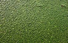 US-based duckweed protein firm Plantible Foods secures funding