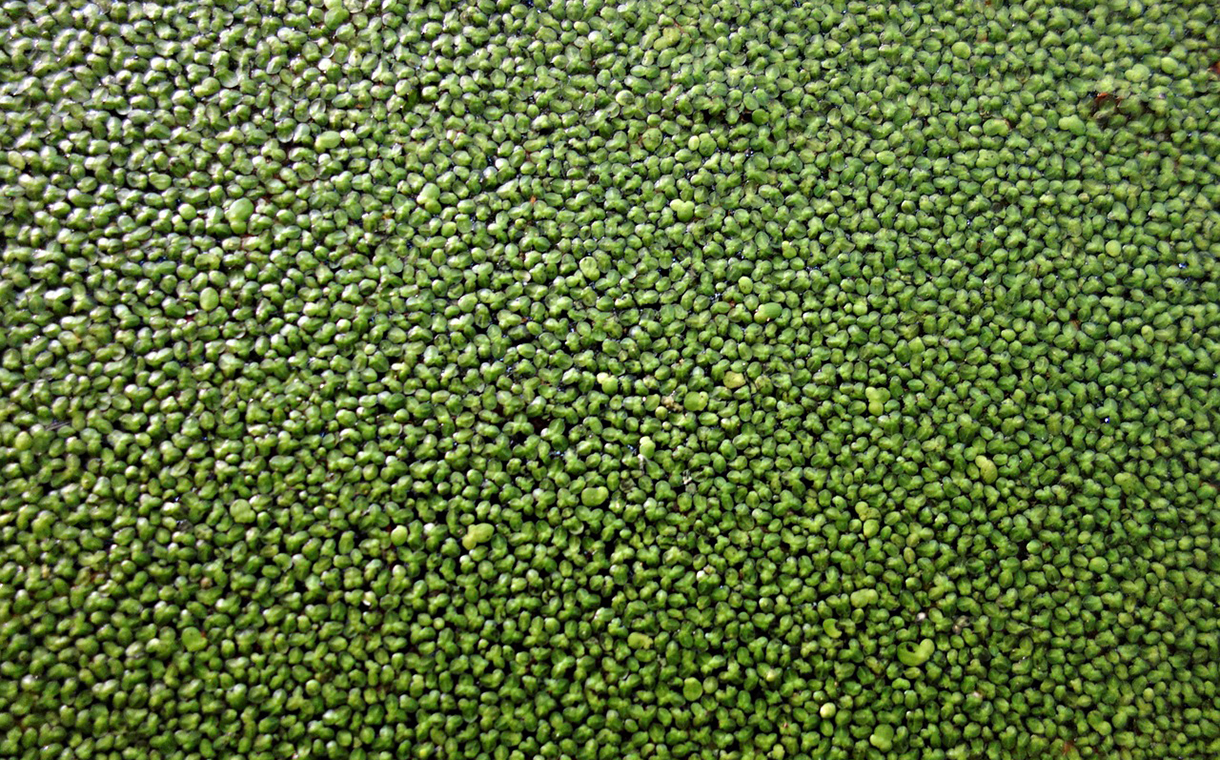 US-based duckweed protein firm Plantible Foods secures funding