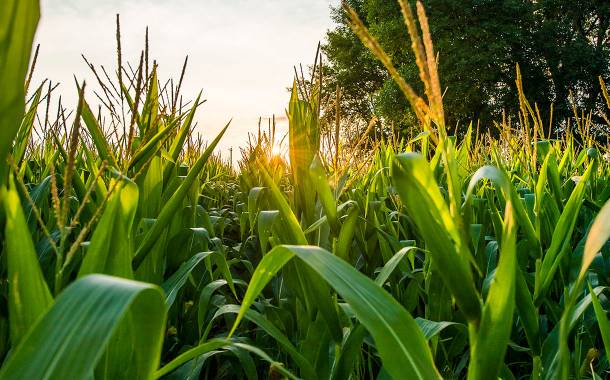 Cargill launches new starch sustainability programme