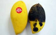 Stixfresh develops stickers to keep fruit fresh for two weeks