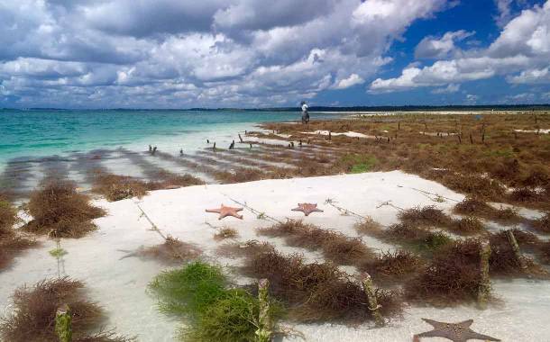 Cargill targets sustainable red seaweed through new initiative