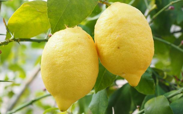 Limoneira enters Argentinian market through new joint venture