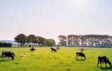 Carrefour enables milk product traceability through blockchain