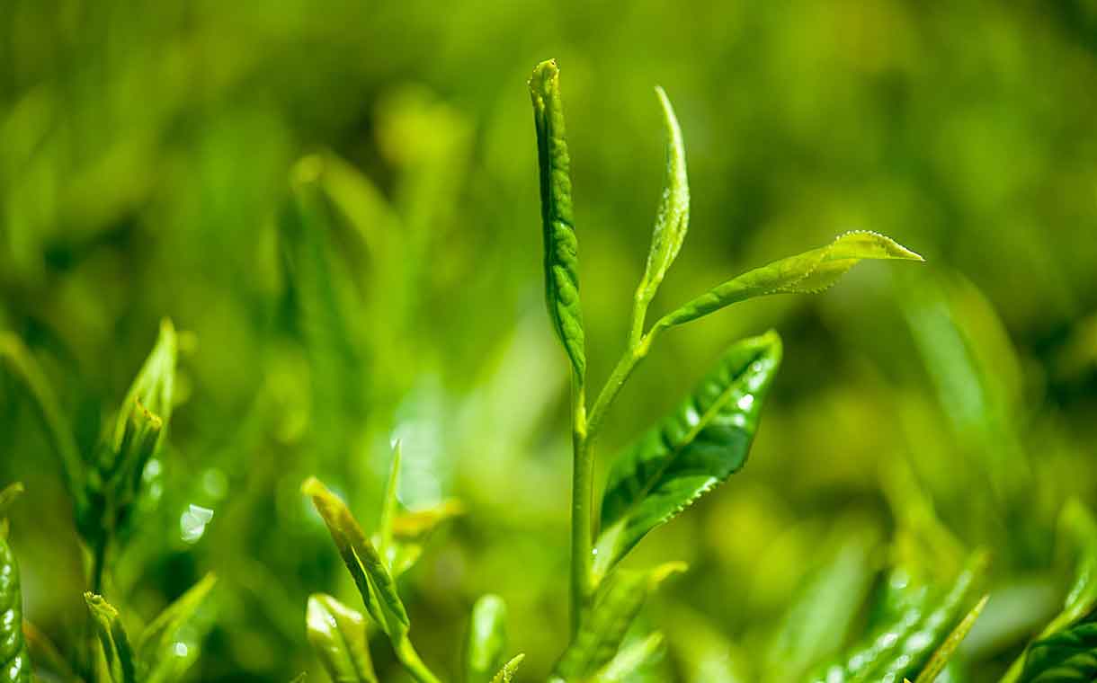 Martin Bauer Group acquires BI Nutraceuticals to expand in US