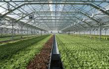Urban farming: Gotham Greens sees ‘continued rise’ in demand