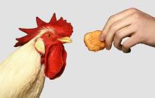 Plant-based nugget brand Nuggs secures investment from McCain