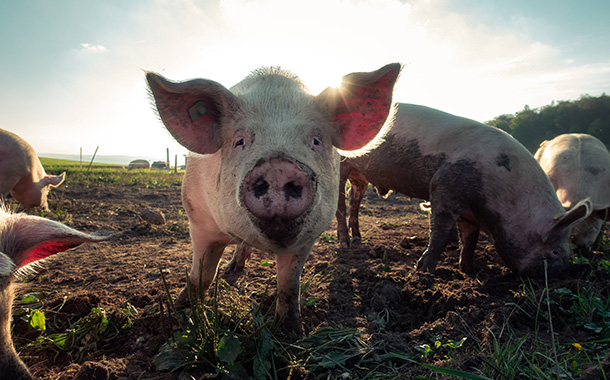 Bühler produces mealworms as sustainable protein for animal feed