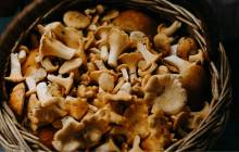 Alternative protein project receives funding from EU