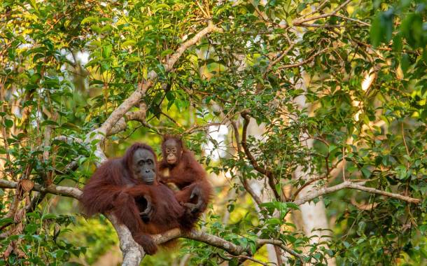 Investigation finds illegal palm oil in major brands’ supply chains