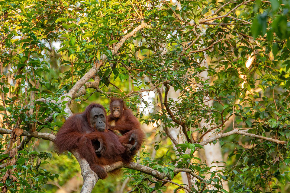 Investigation finds illegal palm oil in major brands’ supply chains