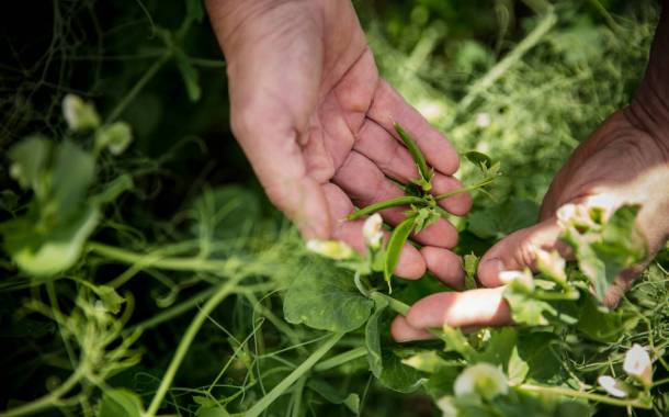 Meat company HKScan to make plant-based protein products