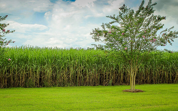 Tetra Pak first to offer certified sustainable sugarcane packaging