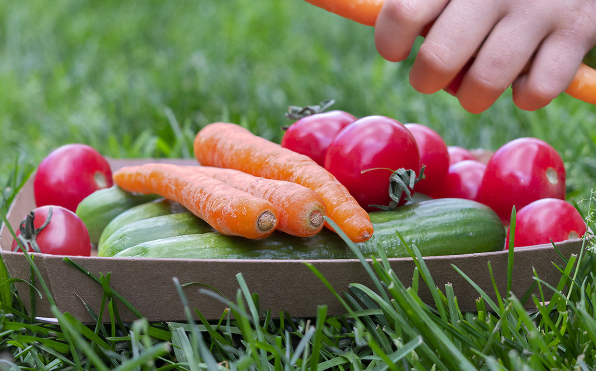 Cascades launches cardboard tray made from recycled material