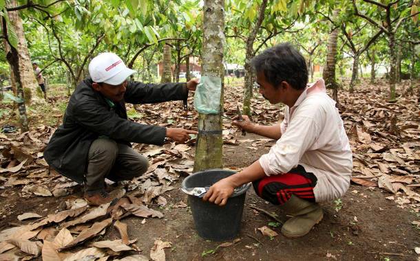 Barry Callebaut announces 50% of ingredients sourced sustainably