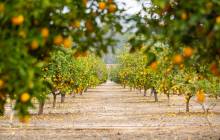 Givaudan creates VR tool for citrus beverage applications