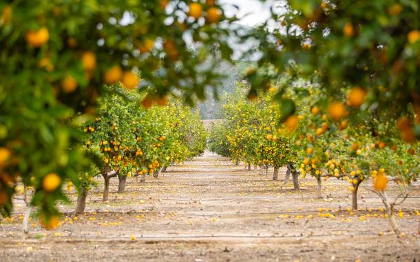 Givaudan creates VR tool for citrus beverage applications