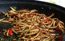 Beta Hatch secures funding to market its insect feed technology