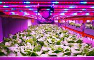 Vertical Farming World Congress makes virtue of virtual