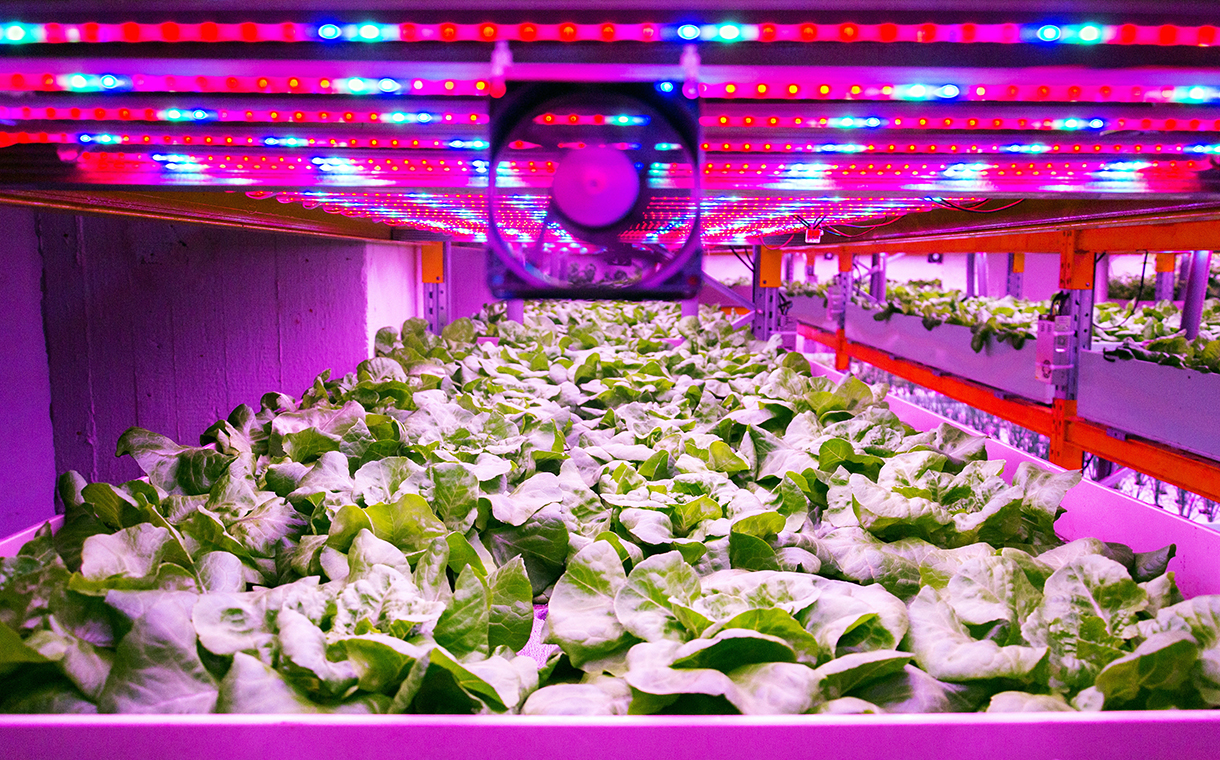 Vertical Farming World Congress makes virtue of virtual