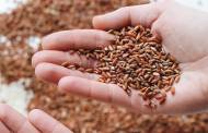 EU urges Russia to revoke Black Sea grain deal suspension