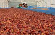 Olam Coffee creates novel superfruit from upcycled cascara