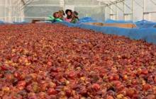 Olam Coffee creates novel superfruit from upcycled cascara