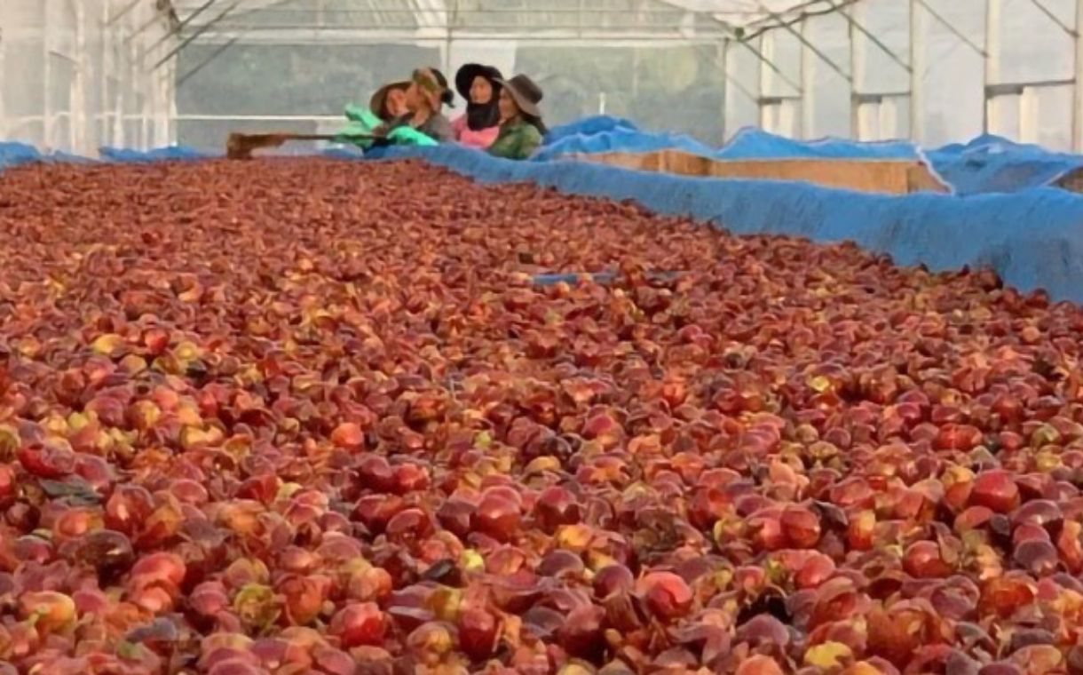 Olam Coffee creates novel superfruit from upcycled cascara