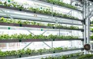 TPP Capital launches $20m urban agriculture investment fund