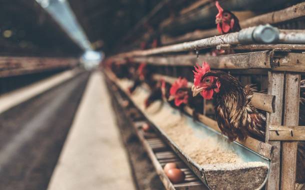 Food companies call on EU to phase out caged hens