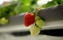 Vertical farming startup Oishii raises $50m in Series A funding