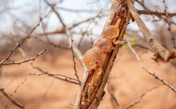 Acacia gum and its benefits on gut health