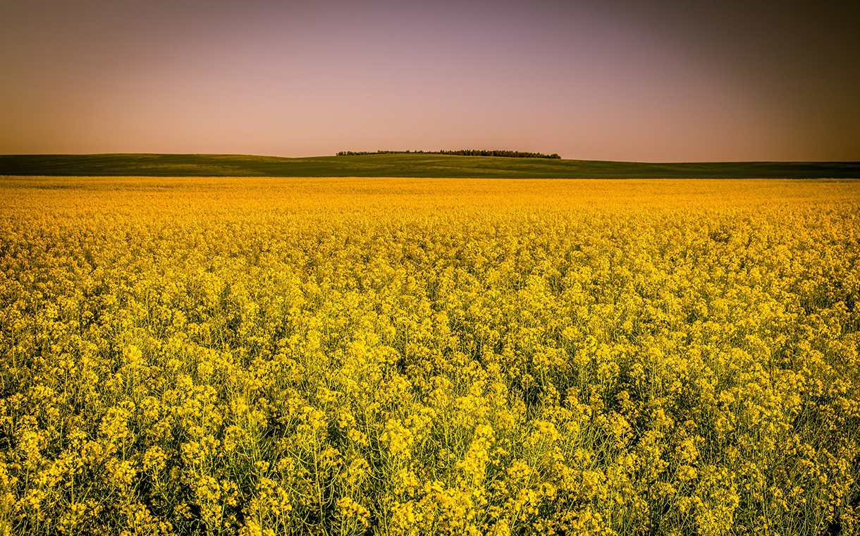 Cargill to build new $350m canola processing plant in Canada