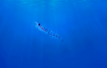 Aker BioMarine commissions 'world's first' krill protein plant