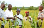 Diageo to help mitigate climate change in smallholder farms in Africa