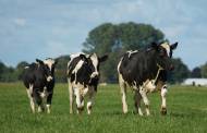 Arla introduces €500m sustainability reward scheme for farmers