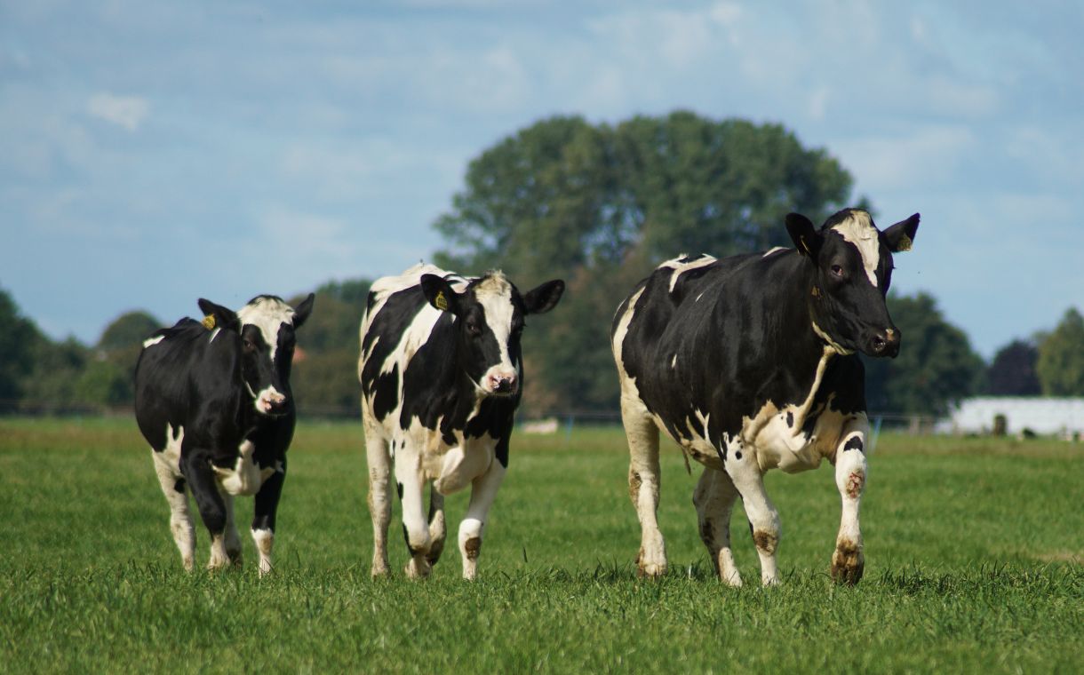 Arla introduces €500m sustainability reward scheme for farmers