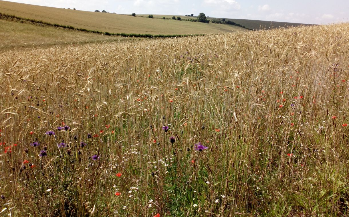 The Oxford Artisan Distillery announces investment from Diageo
