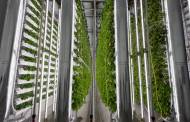 Quebec vertical farming company Winter Farm raises CAD 46m