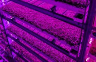 Siemens and 80 Acres Farms announce vertical farming collaboration